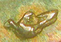 Tte de levrette oreille haute
